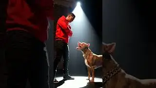 #shorts #video #rap #dog