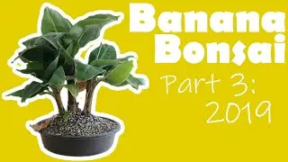 Banana Bonsai | Part 3: 2019 | Let it grow!