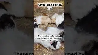 Abyssinian guinea pigs: aardvark: Fun and Educational Animal #interestingfactsaboutanimals #facts