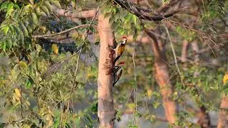 The black-rumped flameback woodpecker