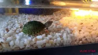 Présentation De Ma Tortue D'eau Sternotherus Carinatus🐢(Épisode 1)
