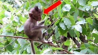 Ally cute monkeys its also play alone #funny #subscribe