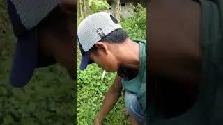 Ngurek belut 5 kilo