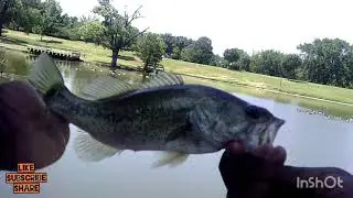 BASS FISHING BAIT REVIEW: The #YUM Ribbon Tail Worm