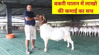 बकरी पालन में लाखो की कमाई का पूरा सच