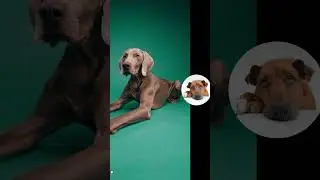 8 Hour Black Screen Series &middot; Dog Music