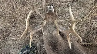 RATTLED IN A MISSOURI PUBLIC LAND 10 PT || PERFECT SHOT AT 50 YARDS