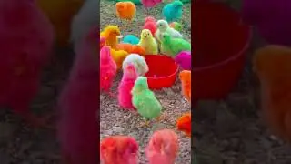 Cute Baby Chicks#trending #birds #chicks #murgi #shorts
