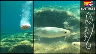 Come funziona la pastura per pescare? Riprese sott'acqua!