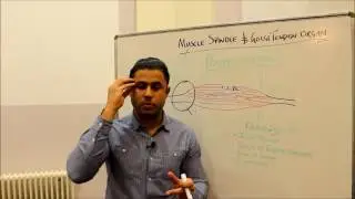 Muscle Sensors (Part III) -  An Intro to Proprioception
