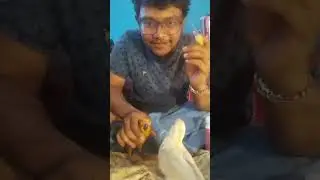 #birds #parrot 🦜#pets #cute 