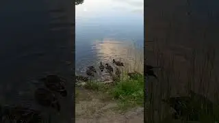 Утиные будни #стрешнево #лето #утки #Москва #ente #summer #nature #park #белыйдень #travel