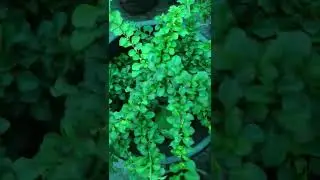 Metrosideros Carminea #shorts #garden #nursery