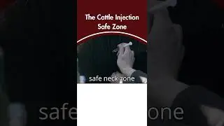 The cattle injection safe zone    #cowcalf #beefcattle #veterinarian