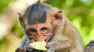 Oh My God...Chubby Monkey Bela Eating So Funny With Fast Activity