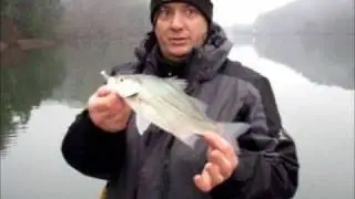 Catching schooling white bass in the winter.