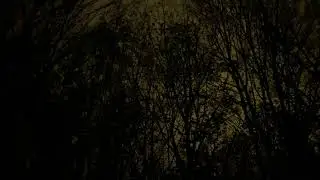Crow Sounds at night with Church Bells