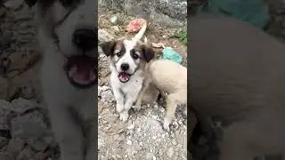 Cute puppies playing buddies #dog #entertaininganimals #cuteanimal #cute #anmals #cutepuppy
