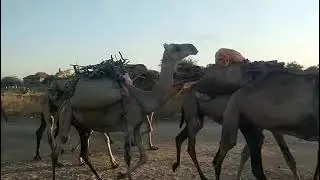 South Africa, camel show