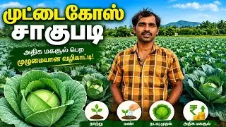 முட்டைகோஸ் உற்பத்தி | Cabbage Cultivation in Tamil