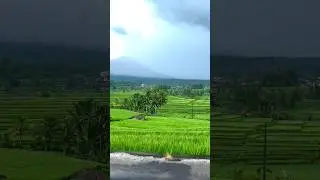 Rice Terrace in bali #bali #travel #baliculture #indonesia #nature #riceterraces