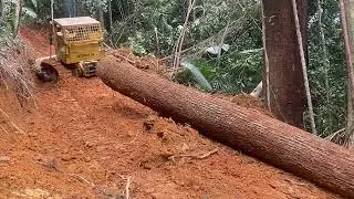 Fuuuhhh mantap.!bulldozer kecil tarik kayu besar dan panjang