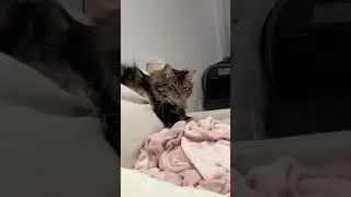 Chill Out With Cozy Lofi Cat #cat #pets #vlog #cute #lofi #chill #music
