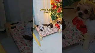 Деревянная лежанка для животных с приподнятым сиденьем #шорты #лежанкадляпитомца #лежанкадлясобак...