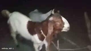 For sell in 10k sindhi bakari 🐐 #viral #viralvideo #foryou #viral #animals 