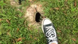 What Is Making These Holes In My Yard?