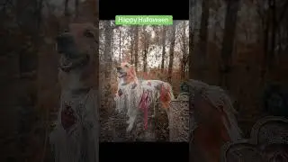 Happy Halloween! #halloweendog #halloweendogcostume #dogsdressedup