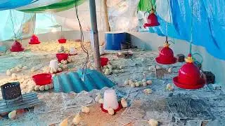 winter broiler chicks brooding style...