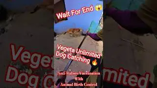 Vegeta Unlimited Dog Catching #dogwithpublicsafety #dog #vegeta #pets #ytviral #shorts #rescue