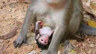 Today Is Second Day Of Cute Baby Monkey Cinn Was Born And She Can See New World,Well Care By Cruella