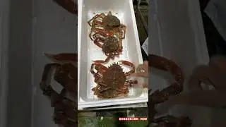 LONDON 🇬🇧 LIVE 🦀 CRAB AND LOBSTER 🦞 MARKET #crab #lobster #seafood #london #subscribemychannel