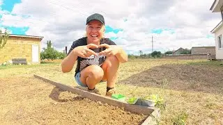 Оказывается мужчины лысеют из-за блондинок... 🤣