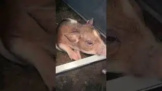 Pigglet 🐷 #piglet #pig #piggiesfun  #littlepig #littlepiggies #animalfarm