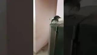 Bird commits suicide from cliff