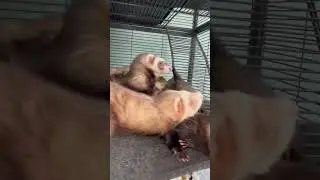 The red eyes #ferret #ferretlife #ferretlove #ferretlover #ferretnation #fyp #ferretgram #ferrets