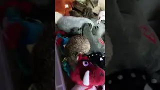 Trying the chocolate strawberry trend #cute #hedgehog #toybin #funny #hedgehoglover