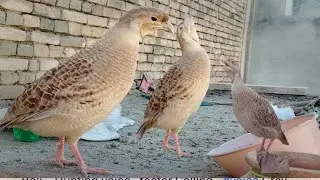 Grey Francolin Pair Voice. Sound. teetar ke boli . جوڑے کی آواز #teetar #voice #sounds