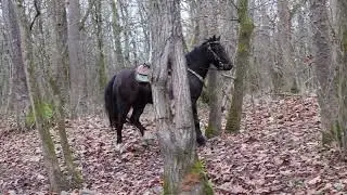 RESPONSIVE, WELL BROKE BLACK GYPSY VANNER PONY MARE, RIDES AND DRIVES