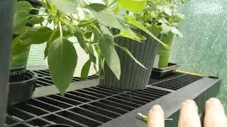 stage 2 : green house rack expansion