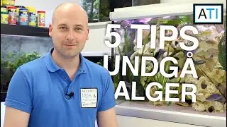 5 tips til at undg&aring; og begr&aelig;ns alger i akvariet - Begynder guide