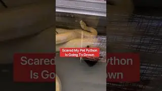 Scared My Pet Python Is Going To Drown 😱🐍#shorts #snake