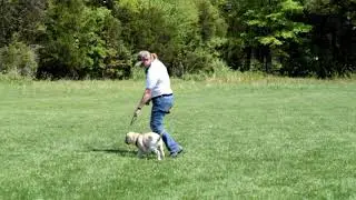 Blue Ridge Canine Chevy Distance Recall