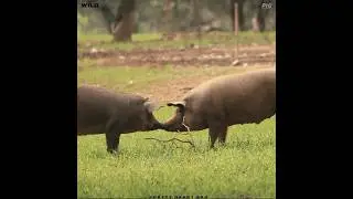 Meet the Cutest Pigs Ever |😱 pig animal #animals #viral #shorts #ytshorts