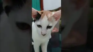 Just two #cats doing the cat-thing #cute