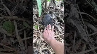 Dapat ayam bintik bintik. #sortsvideo #ayam #viral