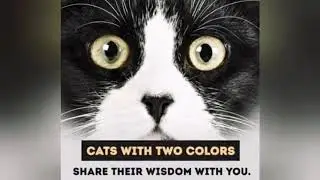 Cat color and their meaning